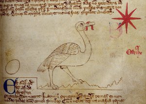 CCA-LitMs/D/10 fol. 16r Strucc, Bestiáriumból alkotó: English School