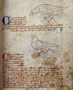 CCA-LitMs/D/10 fol. 20r Raven and Crow, a Bestiáriumból alkotó: English School