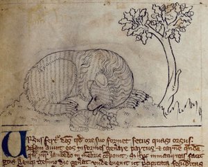 CCA-LitMs/D/10 fol. 3r Bear, a Bestiáriumból alkotó: English School
