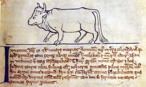 CCA-LitMs/D/10 fol. 9r Bullock, a Bestiáriumból alkotó: English School