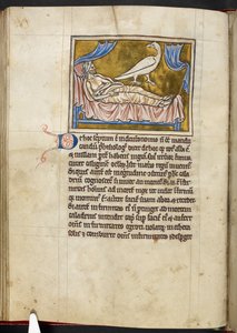 Caladrius madár - Bestiárium, Royal MS 12 C XIX, f.47v alkotó: English School