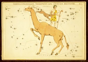 Camelopardalis, Tarandus és Cutos Messium, pub. 1825 (kézzel színezett metszet) alkotó: English School