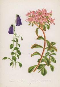 Campanula Pulla; Sedum Pallidum Roseum (színes litho) alkotó: English School