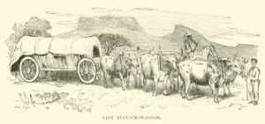 Cape Bullock-kocsi