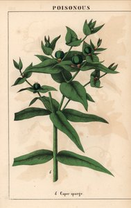 Kapribogyó zöld magvakkal, Euphorbia lathyris   , a "The Instructive Picturebook, or Lessons from the Vegetable World", [Charlotte Mary Yonge], Edinburgh alkotó: English School
