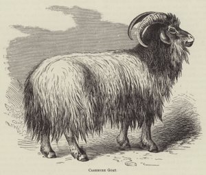 Kasmír kecske (metszet) alkotó: English School