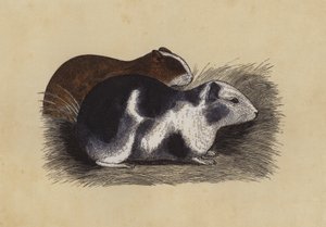 Cavy (színes litográfia) alkotó: English School