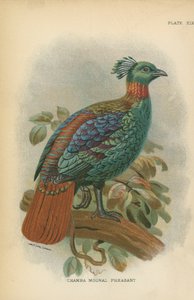 Chamba holdfácán alkotó: English School