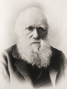 Charles Darwin alkotó: English School