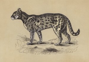 Chati (színes litográfia) alkotó: English School