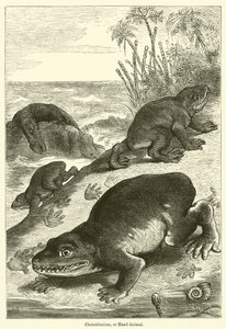 Cheirotherium vagy kézi állat (metszet) alkotó: English School