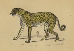 Chetah (színes litográfia) alkotó: English School