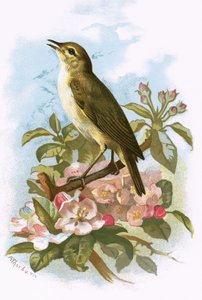 Fő-Chaff alkotó: English School