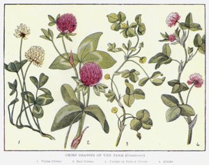 A tanya fő füvei (színes litográfia) alkotó: English School