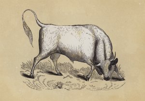 Chillingham Wild Bull (színes litó) alkotó: English School