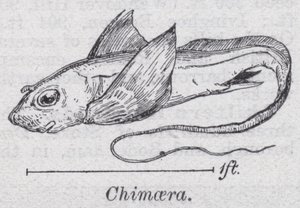 Chimaera (tagok) alkotó: English School