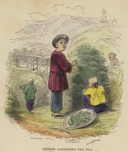Kínai összegyűjti a teát (színes metszet) alkotó: English School