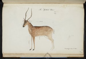 Chital. „Cervus tengely”. Eredeti feliratok: „The Spotted Deer Can: San: Seemogga July 4th 1805” [a méretek feltüntetésével]  Vízfestmény.  1799-1819 alkotó: English School