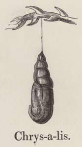 Chrysalis (metszet) alkotó: English School