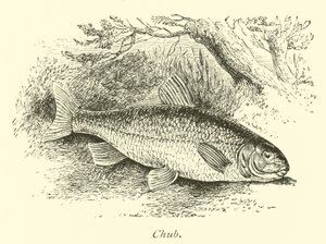 Chub alkotó: English School