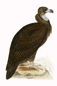 Cinereous Vulture, illusztráció Charles Robert Bree (1811-86) "Európa madarainak története, amelyeket nem figyeltek meg a Brit-szigeteken" című művéből, 1867-ben (színes litó) alkotó: English School