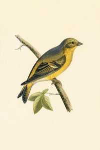 Citril Finch, Charles Robert Bree (1811-86) 1867-ben megjelent „A History of the Birds of the Birds of Europe Not Observed in the British Isles” című művéből.