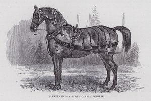 Cleveland Bay State Carriage-Horse (metszet) alkotó: English School