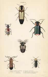 Klikkbogarak: Melanoxanthus melanocephalus 1, Lucola italica 2, Lampyris latreillii 3, Lycus festivus 4, lágyszárnyú virágbogár, Clanoptilus marginellus 5 és Priocera variegatus 6 alkotó: English School