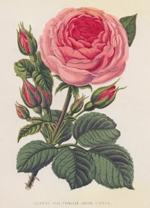 Hegymászó Rózsa, Louise Victoria hercegnő (színes litó) alkotó: English School