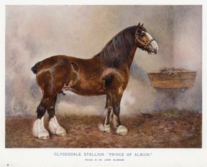 Clydesdale-i mén "Albion hercege" alkotó: English School