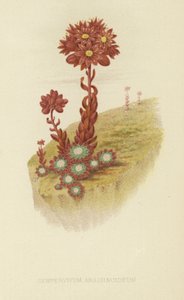 Pókhálós házi póréhagyma alkotó: English School