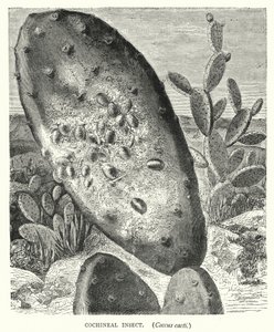 Cochineal rovar, Coccus kaktuszok (metszet) alkotó: English School