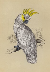 Kakadu (színes litho) alkotó: English School