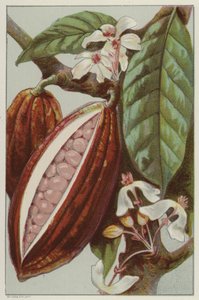 Kakaóvirágok és hüvelyek, a hüvely belsejében (chromolitho) alkotó: English School