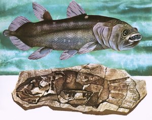 Coelacanth és kövülete alkotó: English School