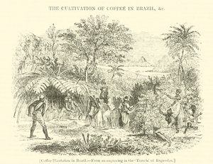 Kávéültetvény Brazíliában alkotó: English School