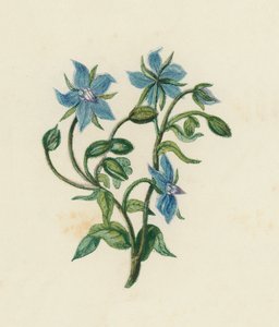 Borágó, Borago Officinalis (színes litho) alkotó: English School