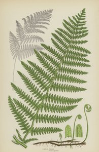 Közös fék (színes litó) alkotó: English School