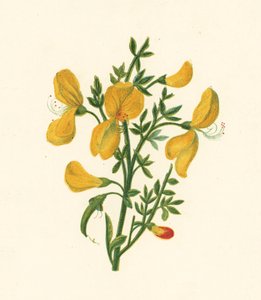 Közönséges seprű, Cytisus Scoparius (színes litho) alkotó: English School