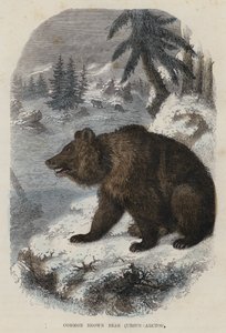 Közönséges barna medve, Ursus Arctos (színes metszet) alkotó: English School