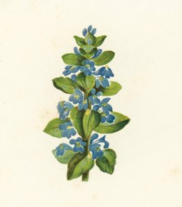 Közönséges bogár, Ajuga Reptans (színes litográfia) alkotó: English School