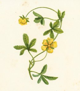 Közönséges kúszó cinkefű, Potentilla Reptans (színes litográfia) alkotó: English School