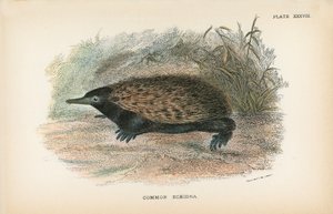 Közönséges Echidna alkotó: English School