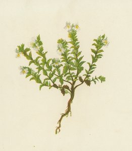 Közönséges szemfűzfű, Euphrasia Officinalis (színes litho) alkotó: English School
