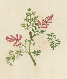 Közönséges fumitórium, Fumaria Officinalis (színes litho) alkotó: English School
