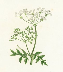 Közönséges vérfű, Conium Maculatum alkotó: English School