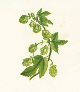 Közönséges komló, Humulus Lupulus alkotó: English School