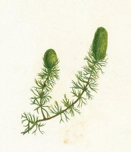 Hornblatt, Ceratophyllum Demersum von English School