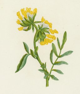 Közönséges vese bükköny, Anthyllis Vulneraria (színes litho) alkotó: English School
