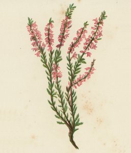 Közönséges zsurló, Calluna Vulgaris (színes litho) alkotó: English School